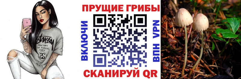 как найти закладки  Эртиль  Псилоцибиновые грибы Psilocybe 